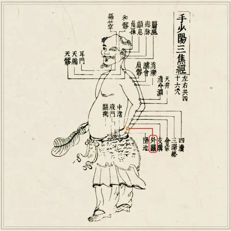 【25％OFF】 経穴】外関｜伝統鍼灸 楓庵 科学