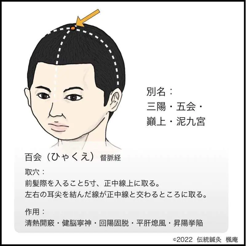 経穴】百会｜伝統鍼灸 楓庵