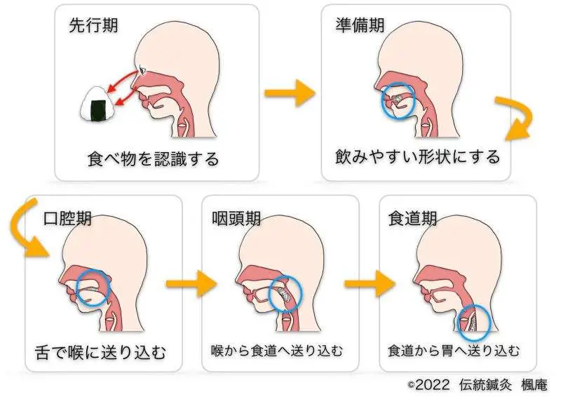 摂食嚥下障害｜伝統鍼灸 楓庵