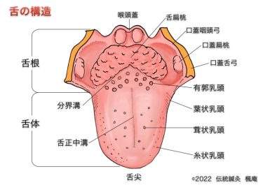 舌の構造