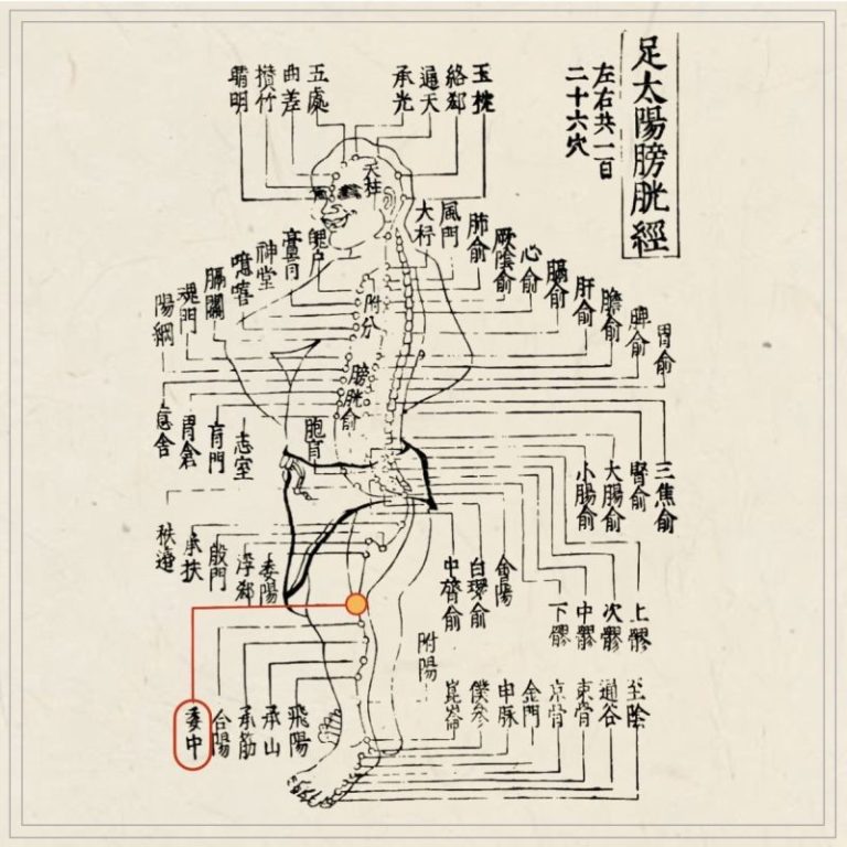 経穴】委中｜伝統鍼灸 楓庵