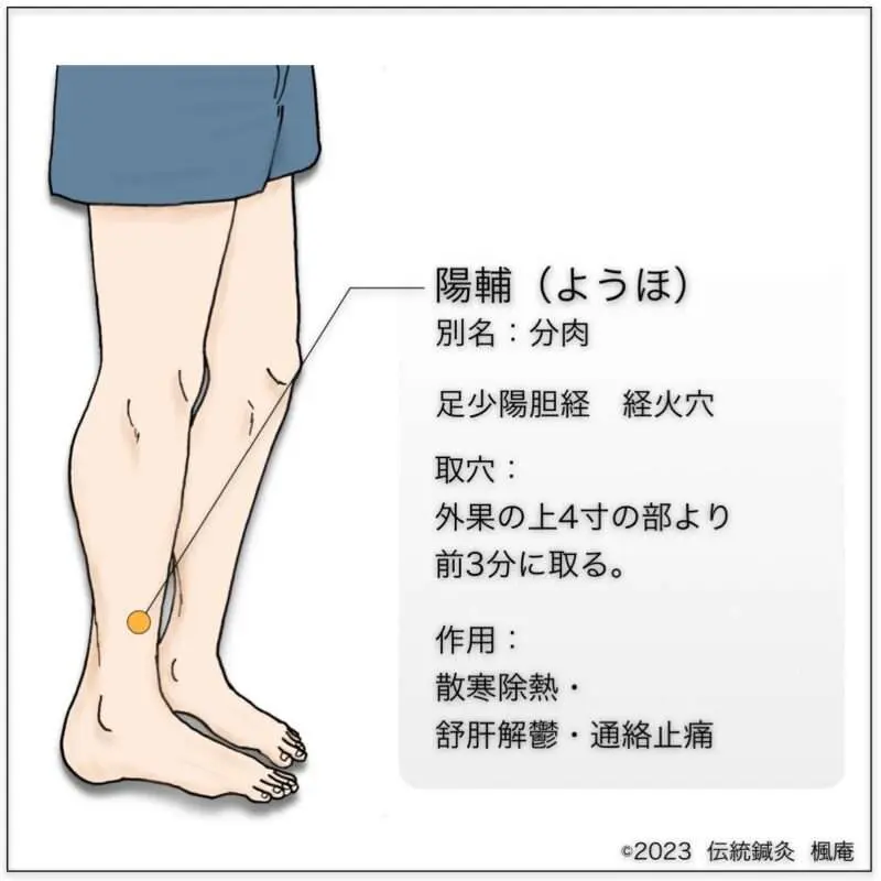 経穴】陽輔｜伝統鍼灸 楓庵