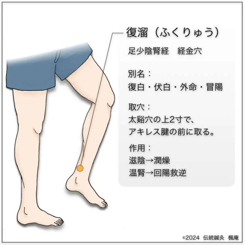 経穴】復溜｜伝統鍼灸 楓庵