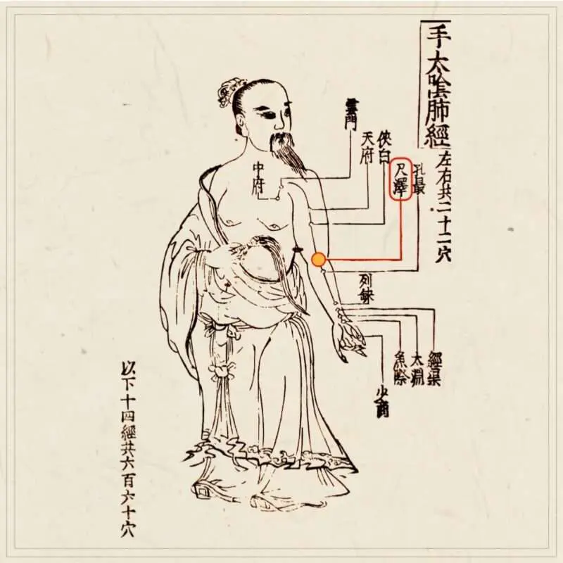 鍼経原始 経穴】尺沢｜伝統鍼灸 楓庵