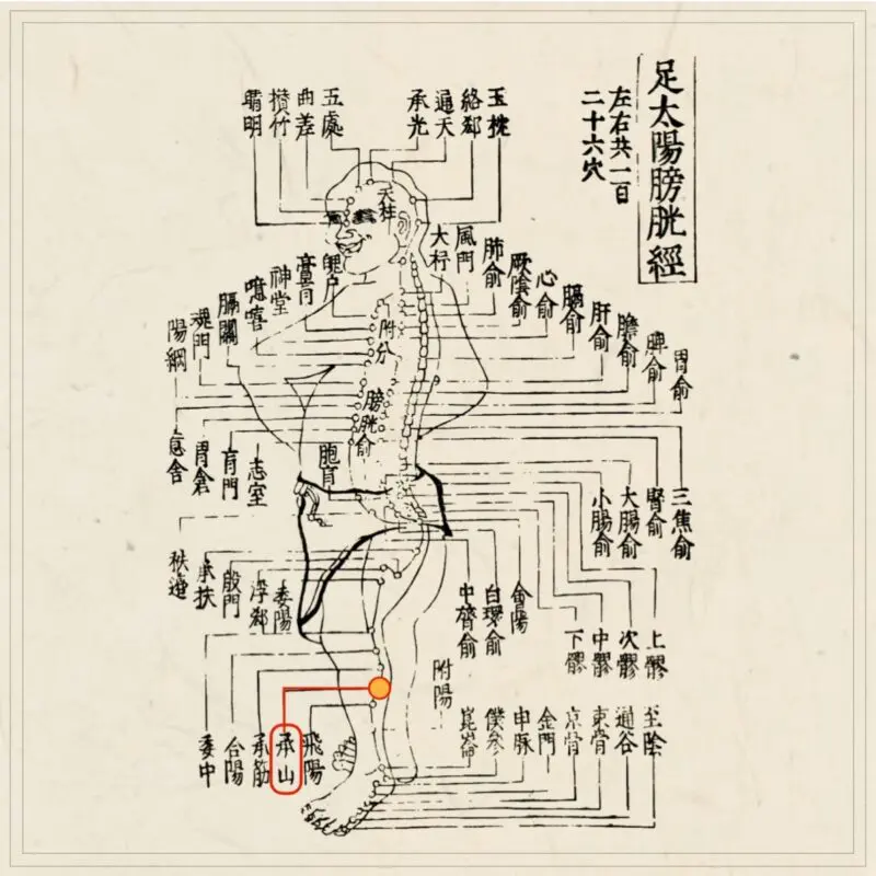経穴】承山｜伝統鍼灸 楓庵