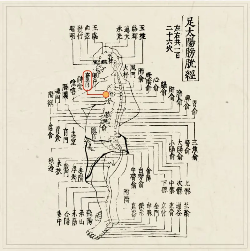 経穴】膏肓｜伝統鍼灸 楓庵