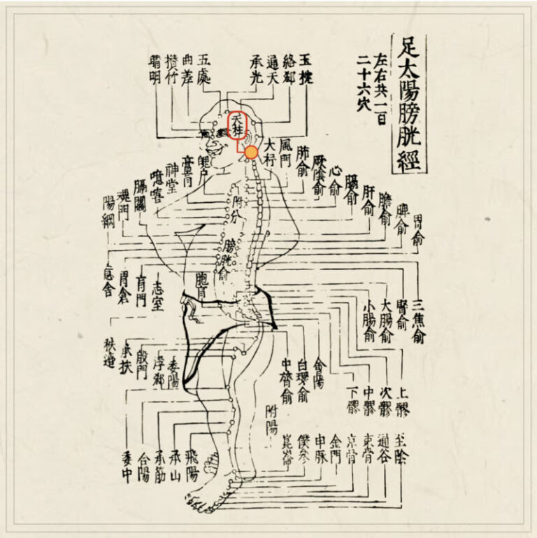 経穴】天柱｜伝統鍼灸 楓庵