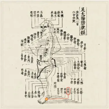 経穴考按　　鍼灸甲乙経準拠 経穴】太敦｜伝統鍼灸 楓庵