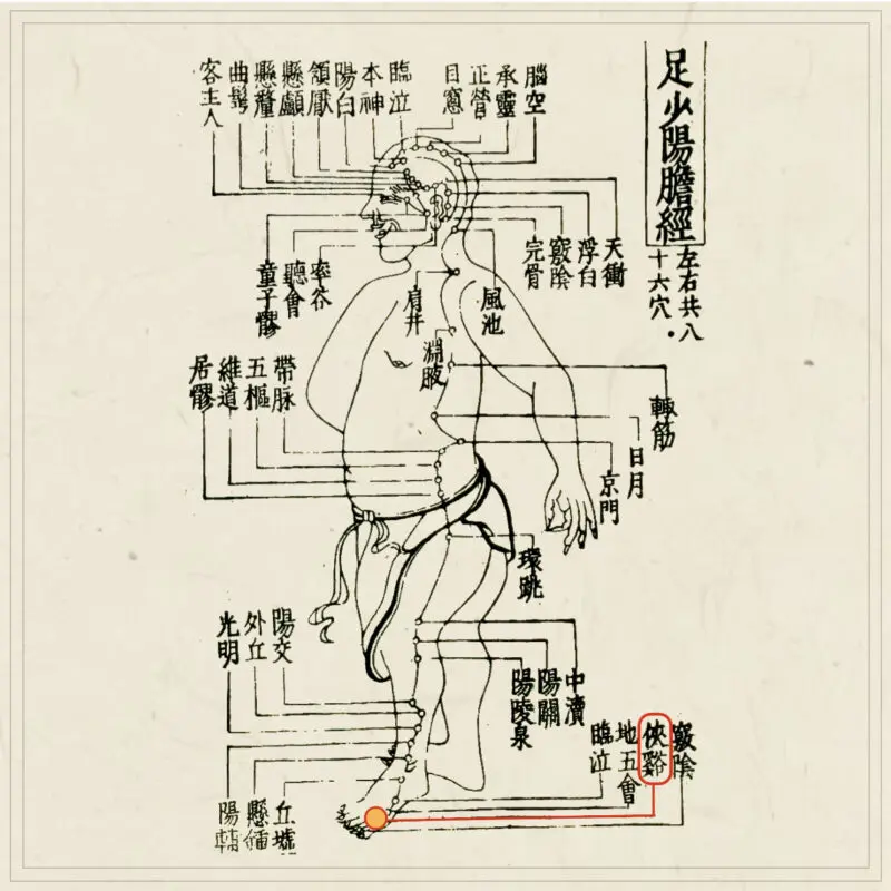 経穴】侠谿｜伝統鍼灸 楓庵