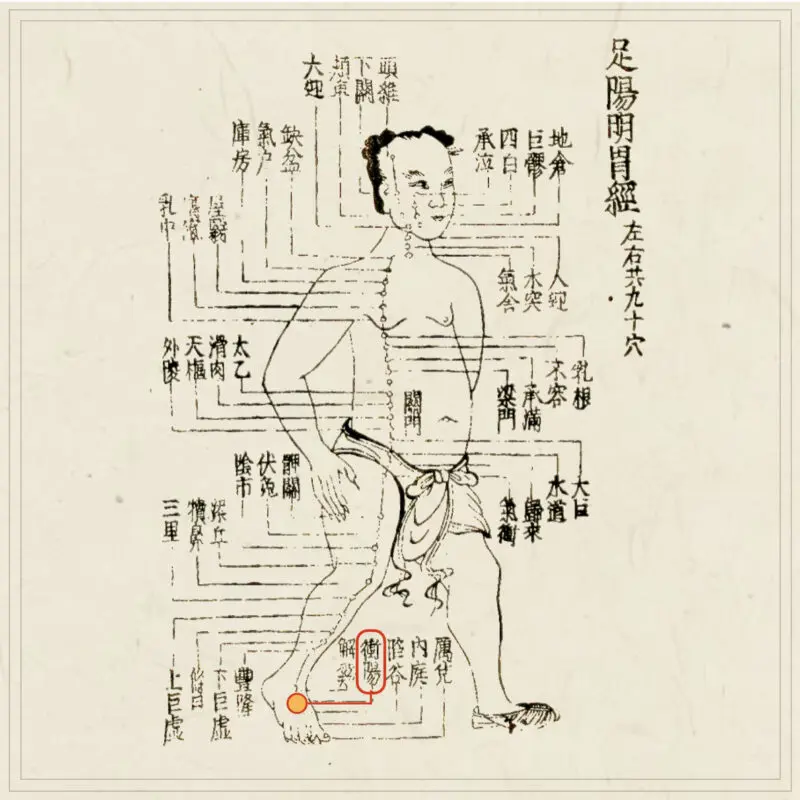 経穴】衝陽｜伝統鍼灸 楓庵