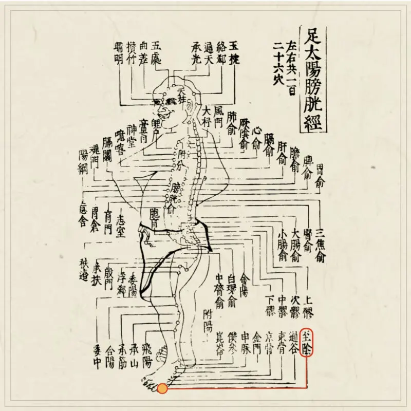 経穴】至陰｜伝統鍼灸 楓庵