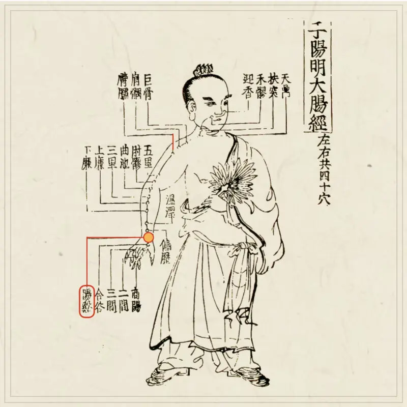 経穴】陽谿｜伝統鍼灸 楓庵