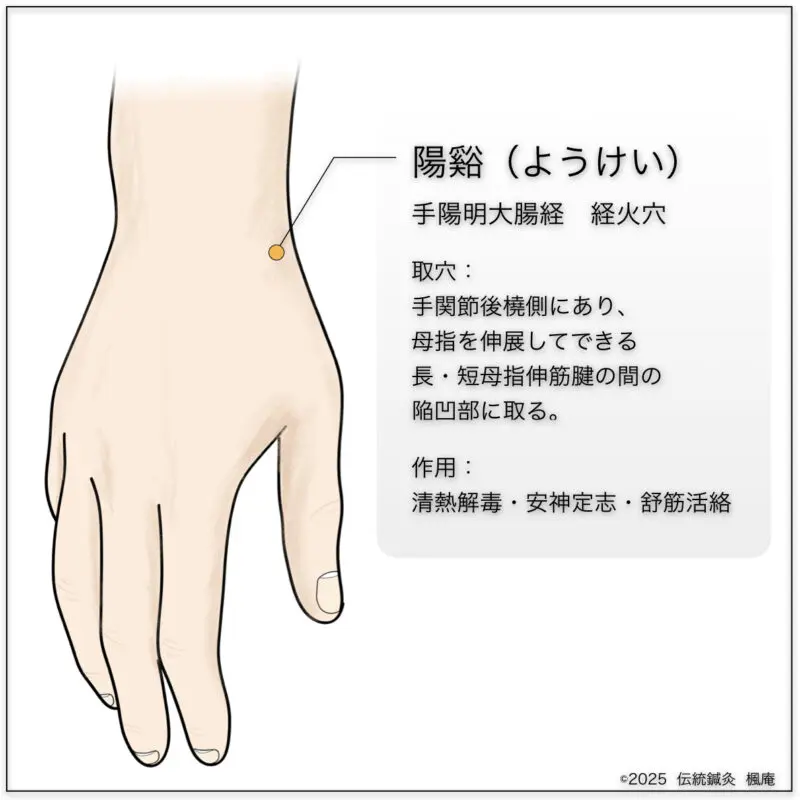 経穴考按　　鍼灸甲乙経準拠 経穴】衝陽｜伝統鍼灸 楓庵
