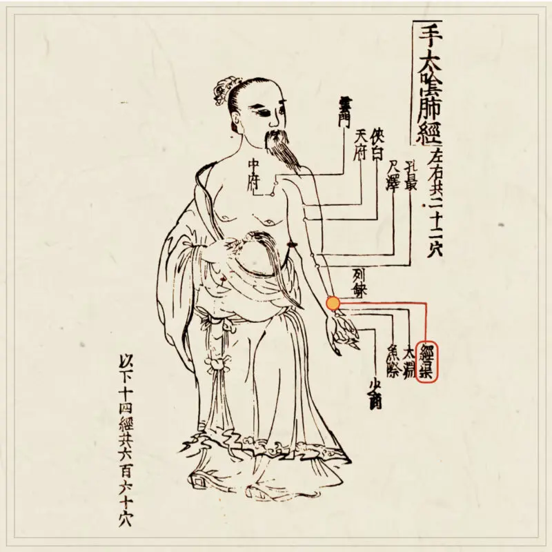 経穴】経渠｜伝統鍼灸 楓庵