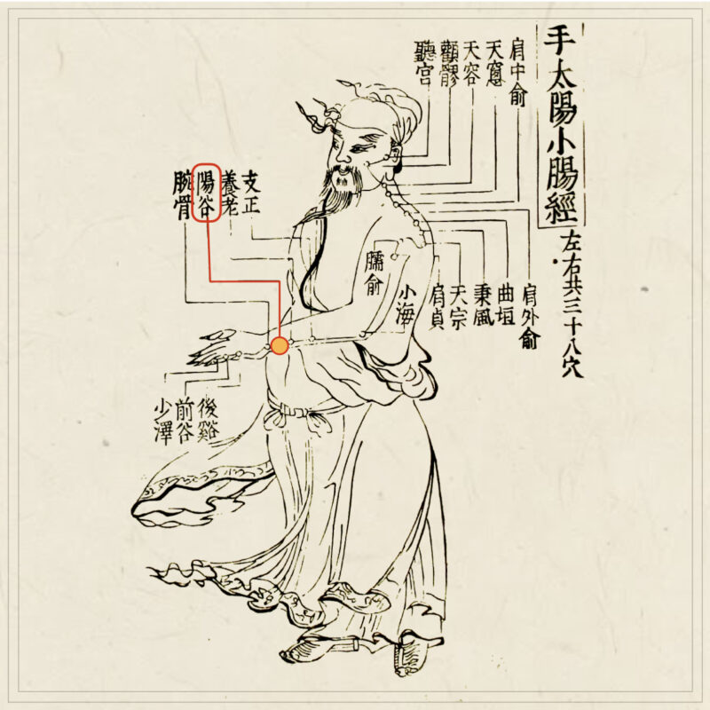 【経穴】陽谷