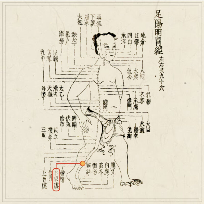 下巨虚