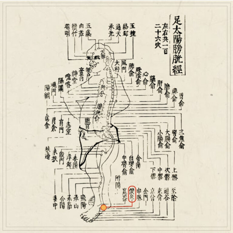 鍼経原始 経穴】僕参｜伝統鍼灸 楓庵