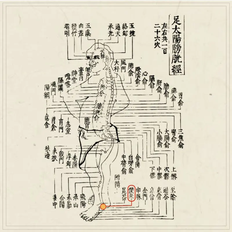 経穴】僕参｜伝統鍼灸 楓庵