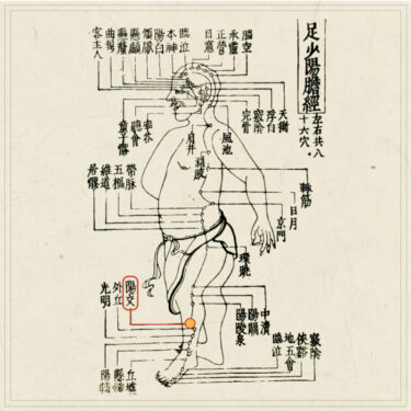 【経穴】陽交