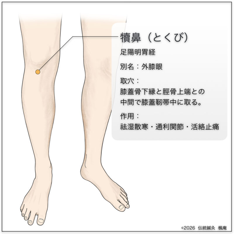 経穴】犢鼻 | 伝統鍼灸楓庵｜大阪府吹田市の伝統鍼灸院
